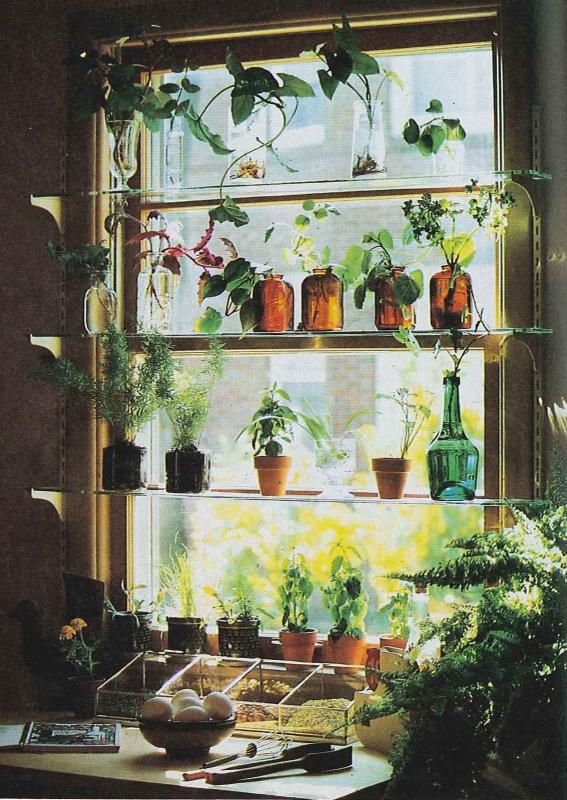 Be sure to water windowsill plants regularly Cape Gazette